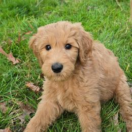 Dustin - Apricot male Goldendoodle puppy in Georgetown, Tennessee from Georgetown Designer & Purebred Puppies