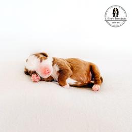 Red Collar Male - Alvin - Red male Bernedoodle puppy in Lebanon, Ohio from 3|17 Korte Bernedoodles LLC