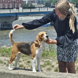 Rowan - Beagle