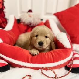 Clarice - Light golden female Golden Retriever puppy in Seville, Ohio from Retriever Ranch
