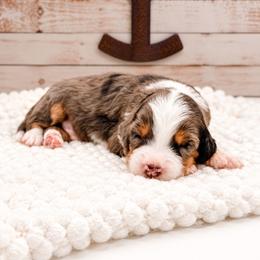 John Dutton - Merle male Bernedoodle puppy in Hudson, Indiana from TurkeyCreek-K9