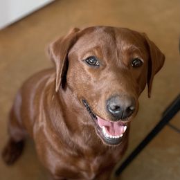 Moxy - Labrador Retriever