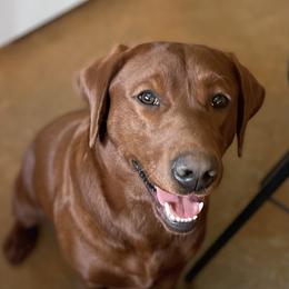 Moxy - Labrador Retriever