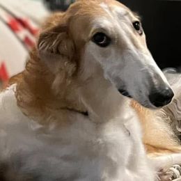 Borzois from Big River