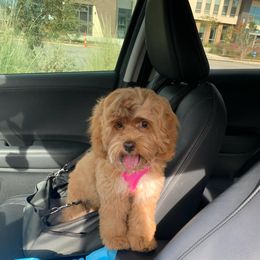 Cockapoo and Goldendoodle All Grown Up from Southern Belle Doodles