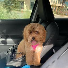 Cockapoo and Goldendoodle All Grown Up from Southern Belle Doodles