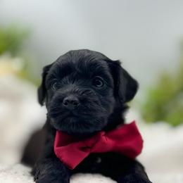 Henry yellow collar - Black and tan brindle male Havapoo puppy in Loveland, Colorado from Littledoodles2love
