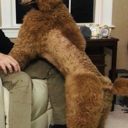 Poodle Puppies from Prissy Pants Poodles LLC