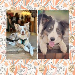 Border Collie puppies from Geronimo Creek Border Collies