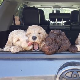 Goldendoodles from Luna Belle's Goldendoodles