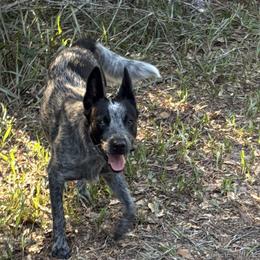 Australian Cattle Dogs, Australian Shepherds, Border Collies, and Working Dog Crosses from Blue Cypress Stock dogs
