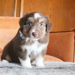 Australian Shepherd Puppies from Forte Australian Shepherds & Co.