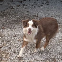 Fuzzbottom Angela - Red tri-color female Miniature American Shepherd puppy in Polo, Missouri from Fuzzbottom Miniature American Shepherd