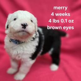 Merry - Gray and white female Old English Sheepdog puppy in Sutherlin, Oregon from Sapphire Eyes Sheepdogs