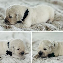 Mr Black - Light golden male Golden Retriever puppy in Pocatello, Idaho from Dusk View Golden Retrievers