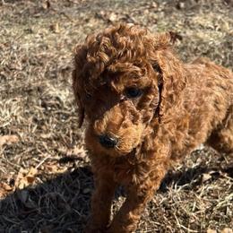 Neon Green Collar - Red  female Poodle puppy in Henagar, Alabama from Windy Oak Kennels