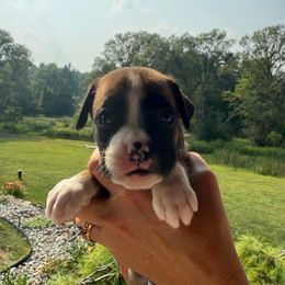 Ivy - Fawn female Boxer puppy in Jamesville, New York from Reynolds Homestead Boxers