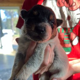 Female 1 - Blue female Australian Cattle Dog puppy in Irvington, Kentucky from Dry Valley’s Australian Cattle Dogs