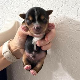 Bear - Black and gold male Yorkshire Terrier puppy in Lakeland, Florida from You Me & The Yorkies