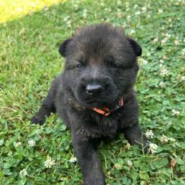Roscoe - Orange Collar Male - Sable male German Shepherd puppy in Milan, Illinois from Stonewick German Shepherds