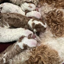 Poodle Puppies from Damaris Lengacher