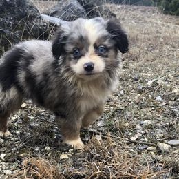Miniature Australian Shepherd and Toy Australian Shepherd Puppies from Wellington Ranch Aussies
