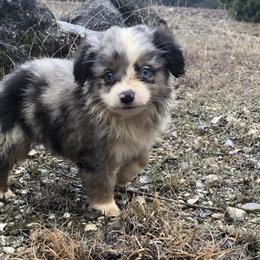 Miniature Australian Shepherd and Toy Australian Shepherd Puppies from Wellington Ranch Aussies