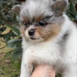 Faith - Blue merle female Pomeranian puppy in Waller (Northwest Of Houston), Texas from Blue Cottage Pomeranians