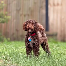 Belle - Aussiedoodle