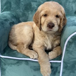 Butter - Cream female Goldendoodle puppy in De Bary, Florida from Lena’s “Christmas Cookies”