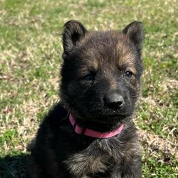 Pink - female German Shepherd puppy in Dewy, Oklahoma from Great North Kennels