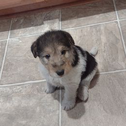Jake - White black and tan Wire Fox Terrier puppy in Durham, North Carolina from Birchhurst NC Kennels