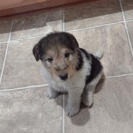 Jake - White black and tan Wire Fox Terrier puppy in Durham, North Carolina from Birchhurst NC Kennels