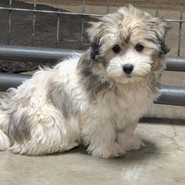Dale - Tri-color male Coton de Tulear puppy in Mead, Oklahoma from Bar W Cotons