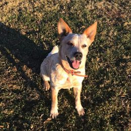 Australian Cattle Dogs from Bosworth Australian Cattle Dogs