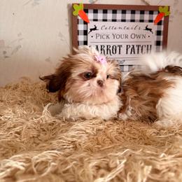 Skye - Liver and white female Shih Tzu puppy in Hibbing, Minnesota from Iron Range Shih Tzu and Puppies