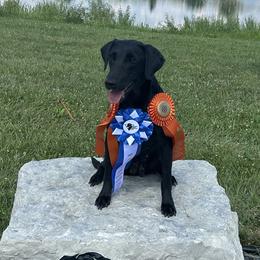 English Cocker Spaniels and Labrador Retrievers from Three Point Play