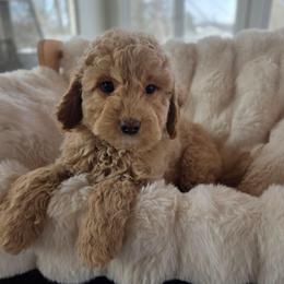 Hawaiian Shaved Ice - Apricot male Goldendoodle puppy in North Royalton, Ohio from Johnson's Doodles