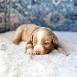 Phish Food - Red merle male Miniature Australian Shepherd puppy in Dayton, Washington from Rafter 22 Aussies