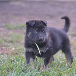 German Shepherd Puppies from Ryndal Working Dogs