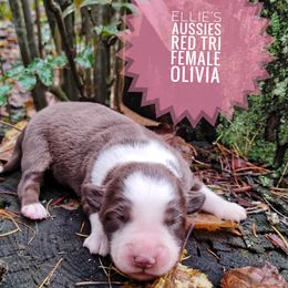 Olivia - Red tri female Miniature Australian Shepherd puppy in Kettle Falls, Washington from Ellie's Miniature Australian Shepherds