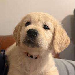 Giggles - Golden female Golden Retriever puppy in Peoria, Arizona from Westwing Retrievers