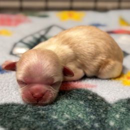 Girl 1 - Gold female Shih Tzu puppy in Oakville, Washington from Pine Pawz