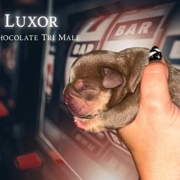 Luxor - Chocolate tri-color male American Bully puppy in Orlinda, Tennessee from SimplyBullies