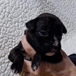 Purple - Brindle female Boxer puppy in Franklin, Georgia from Lakeside Kennels of Franklin