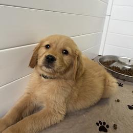 Goldendoodle and Golden Retriever Puppies from PuppyBlossom