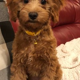 Cavapoo Puppies from Wee-1 Cavapoos