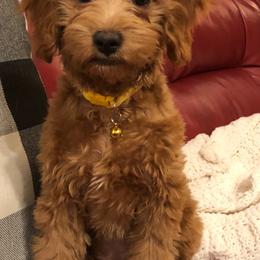 Cavapoo Puppies from Wee-1 Cavapoos