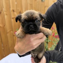 Pierre Jr - Black male Brussels Griffon puppy in Durant, Oklahoma from Trademark Brussels Griffon