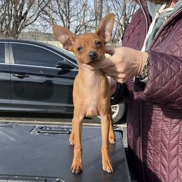 Miniature Pinscher Puppies from Valjalu’s Minianture Pinschers